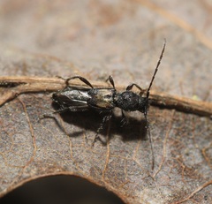 Molorchus bimaculatus