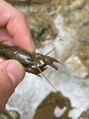 Cambarus carinirostris