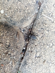 Cephalostenus orbicollis