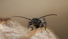 Molorchus bimaculatus