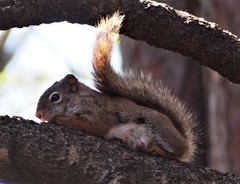 Notoedres centrifera