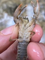 Cambarus carinirostris