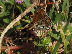 Trifolium glanduliferum