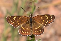 Chlosyne cyneas