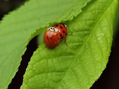 Harmonia axyridis