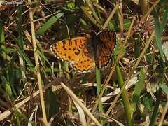 Melitaea syriaca