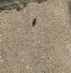 Camponotus pennsylvanicus