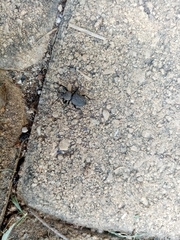 Cephalostenus orbicollis