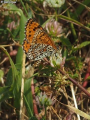Melitaea syriaca