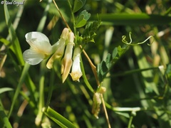 Vicia galeata