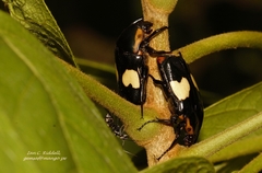 Pedinorrhina trivittata