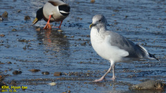 Larus argentatus vegae