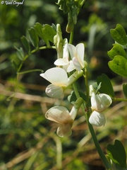 Vicia galeata