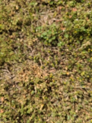 Trifolium dubium