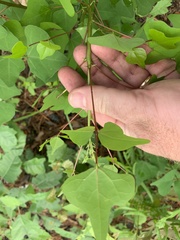 Erythrina herbacea