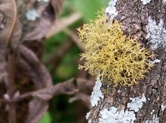 Teloschistes exilis