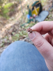 Mulsantina hudsonica