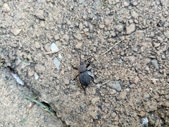 Cephalostenus orbicollis