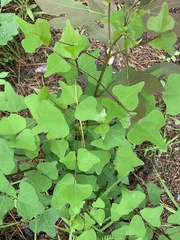 Erythrina herbacea