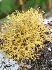 Teloschistes exilis
