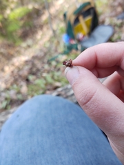 Mulsantina hudsonica