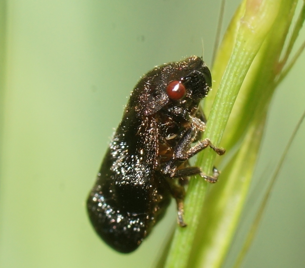 Cercopicesa