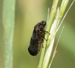 Cercopicesa tasmaniae