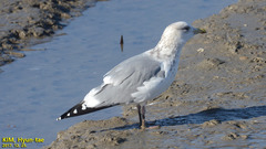 Larus argentatus vegae