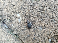 Cephalostenus orbicollis