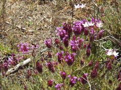 Thymus lotocephalus