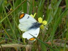 Zegris eupheme