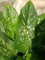 Dieffenbachia