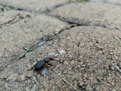 Cephalostenus orbicollis