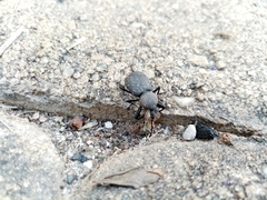 Cephalostenus orbicollis