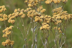 Helichrysum pannosum