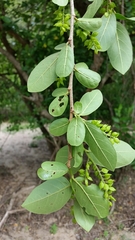 Antidesma rufescens