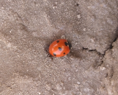 Coccinella septempunctata
