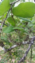 Crossopteryx febrifuga