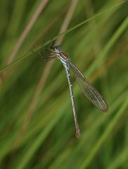Austrolestes cingulatus