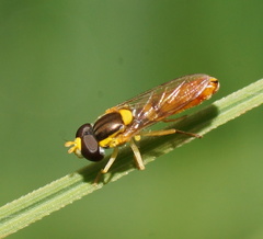Sphaerophoria macrogaster