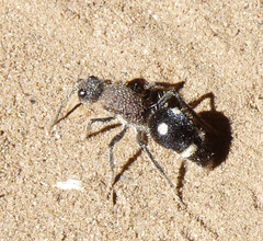 Dolichomutilla sycorax
