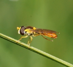 Sphaerophoria macrogaster