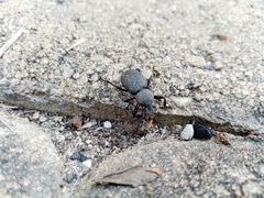 Cephalostenus orbicollis