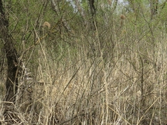 Phragmites australis