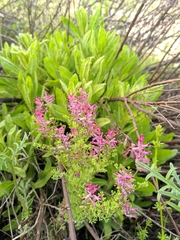 Fumaria officinalis