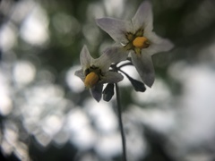 Solanum nigrescens