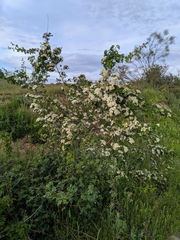 Crataegus monogyna
