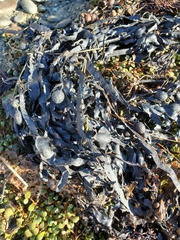 Carpophyllum flexuosum