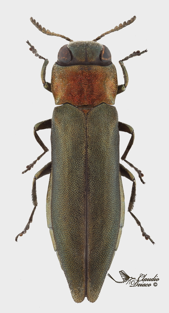 Agrilus auricollis