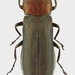 Agrilus auricollis - Photo (c) Claudio Deiaco, some rights reserved (CC BY)